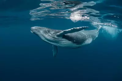 blue whale in the ocean