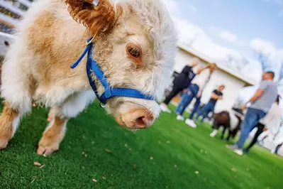 miniature cow at skyland ranch