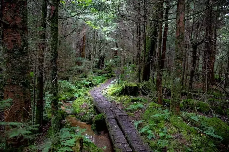 footbridge along the appalachian trail