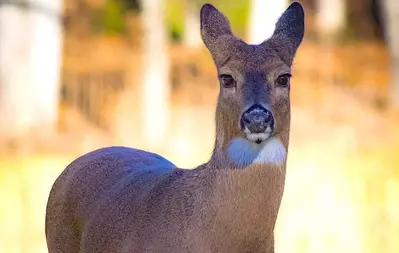 deer in cades cove