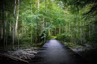 little river trail in the smoky mountains