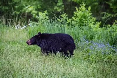 black bear in the smoky mountains