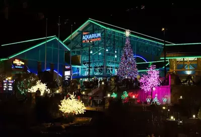 Chirstmas lights at Ripley's Aquarium of the Smokies