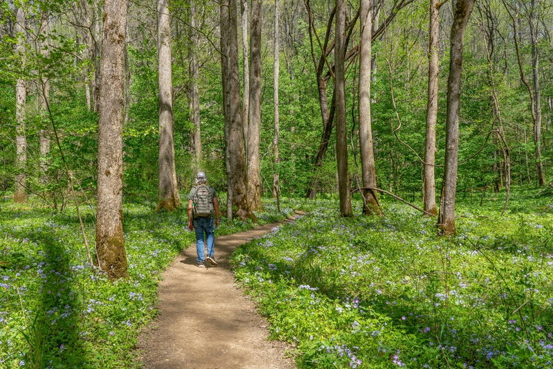 wildflowers in the smoky mountains